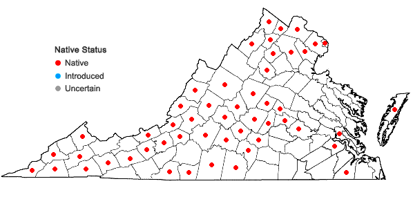 Locations ofCubelium concolor (T.F. Forst.) Raf. ex Britt. & A. Brown in Virginia