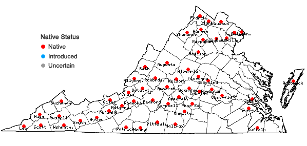 Locations ofCubelium concolor (T.F. Forst.) Raf. ex Britt. & A. Brown in Virginia