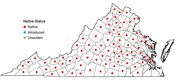 Locations ofCunila origanoides (L.) Britt. in Virginia