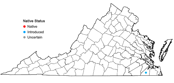 Locations ofCuphea carthagenensis (Jacq.) McBride in Virginia