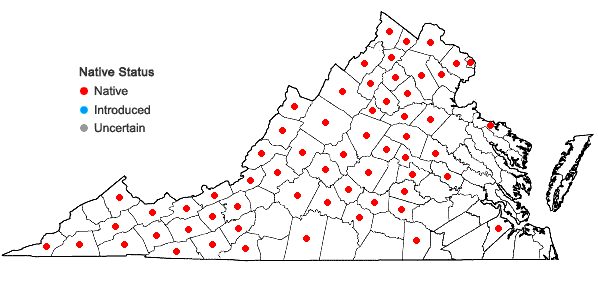 Locations ofCuphea viscosissima Jacq. in Virginia