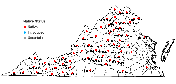 Locations ofCuphea viscosissima Jacq. in Virginia