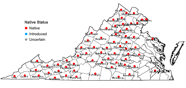 Locations ofCuphea viscosissima Jacq. in Virginia