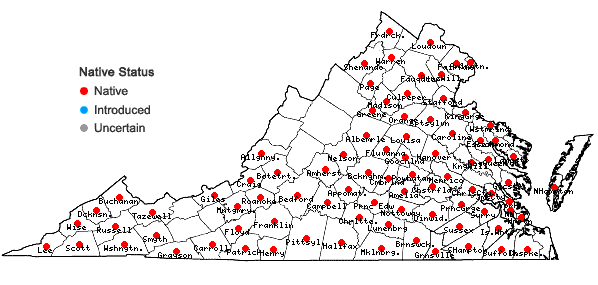 Locations ofCuscuta campestris Yuncker in Virginia