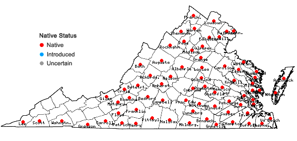 Locations ofCuscuta pentagona Engelm. in Virginia