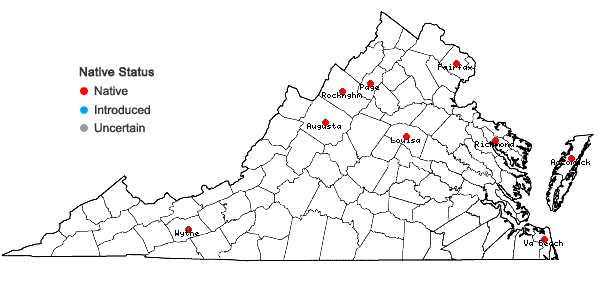 Locations ofCuscuta polygonorum Engelm. in Virginia