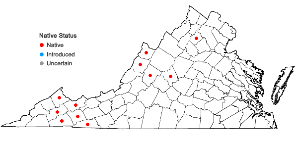 Locations ofCuscuta rostrata Shuttlw. ex Engelm. & Gray in Virginia