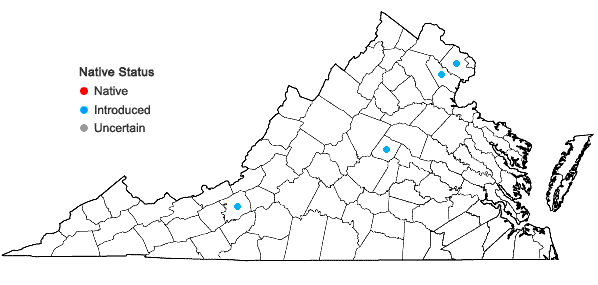 Locations ofCyclachaena xanthiifolia (Nutt.) Fresenius in Virginia