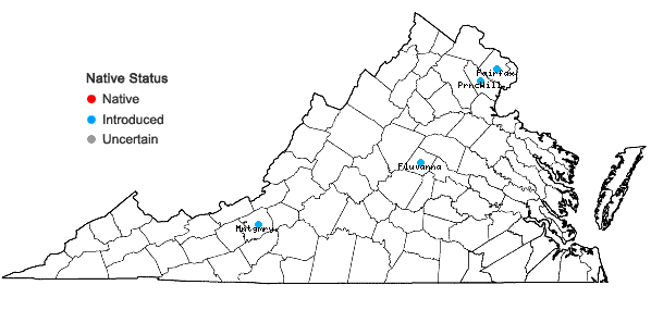 Locations ofCyclachaena xanthiifolia (Nutt.) Fresenius in Virginia