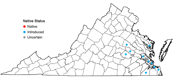 Locations ofCyclospermum leptophyllum (Pers.) Sprague ex Britt. & Wilson in Virginia