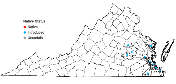 Locations ofCyclospermum leptophyllum (Pers.) Sprague ex Britt. & Wilson in Virginia