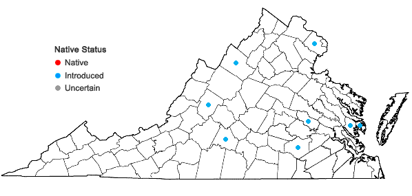 Locations ofCymbalaria muralis P.G. Gaertn., B. Mey. & Scherb. ssp. muralis in Virginia