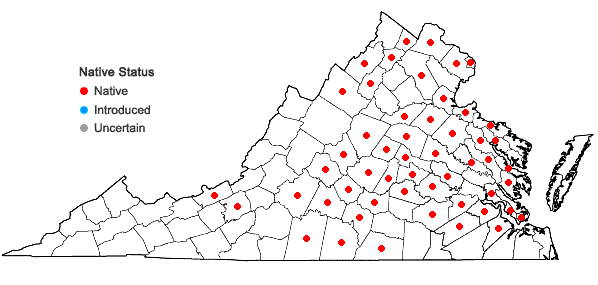 Locations ofCynanchum laeve (Michx.) Pers. in Virginia