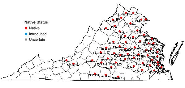 Locations ofCynanchum laeve (Michx.) Pers. in Virginia