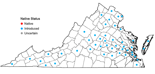 Locations ofCyperus brevifolioides Thieret & Delahoussaye in Virginia