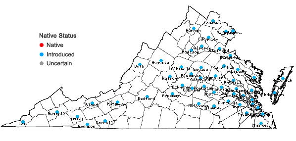 Locations ofCyperus brevifolioides Thieret & Delahoussaye in Virginia