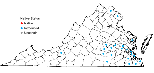 Locations ofCyperus difformis L. in Virginia