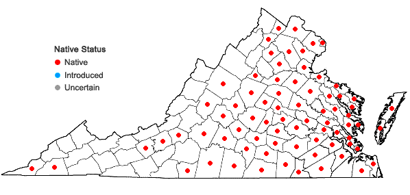 Locations ofCyperus echinatus (L.) Wood in Virginia