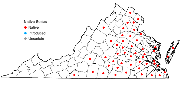 Locations ofCyperus erythrorhizos Muhlenberg in Virginia