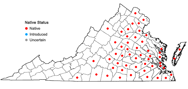 Locations ofCyperus erythrorhizos Muhlenberg in Virginia