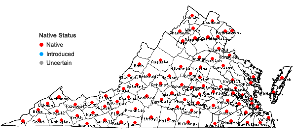 Locations ofCyperus flavescens L. in Virginia