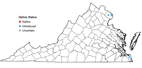 Locations ofCyperus fuscus L. in Virginia