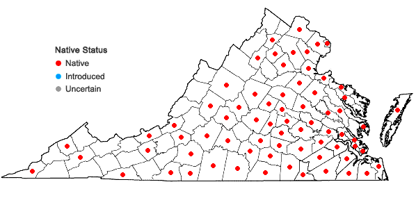 Locations ofCyperus hortensis (Salzmann ex Steudel) Dorr in Virginia