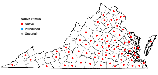 Locations ofCyperus hortensis (Salzmann ex Steudel) Dorr in Virginia