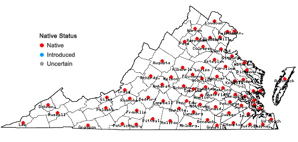 Locations ofCyperus hortensis (Salzmann ex Steudel) Dorr in Virginia