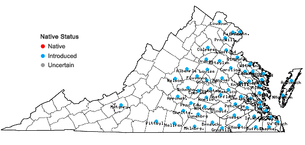 Locations ofCyperus iria L. in Virginia