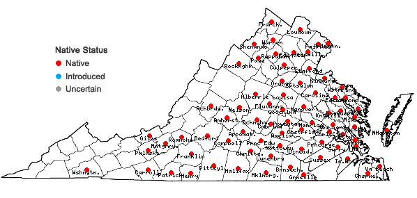 Locations ofCyperus lancastriensis Porter ex Gray in Virginia