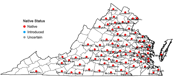 Locations ofCyperus lancastriensis Porter ex Gray in Virginia