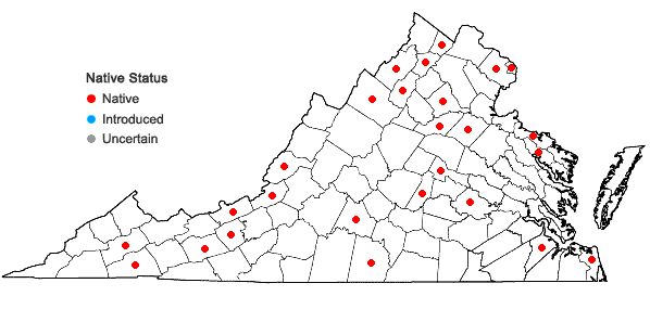 Locations ofCyperus lupulinus (Sprengel) Marcks ssp. lupulinus in Virginia