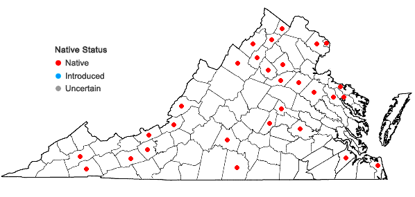 Locations ofCyperus lupulinus (Sprengel) Marcks ssp. lupulinus in Virginia