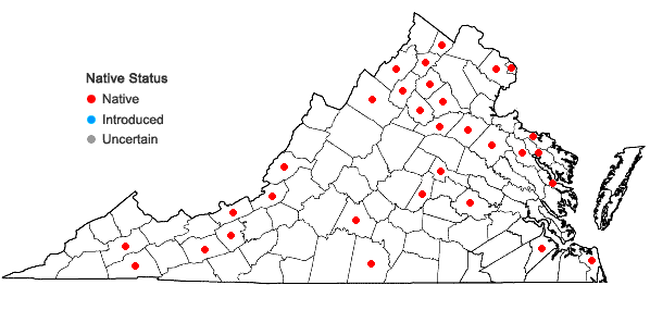 Locations ofCyperus lupulinus (Sprengel) Marcks ssp. lupulinus in Virginia