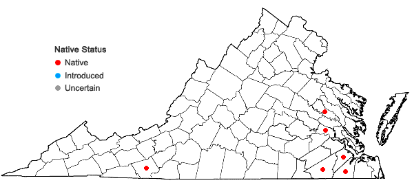 Locations ofCyperus lupulinus (Sprengel) Marcks ssp. macilentus Fernald in Virginia