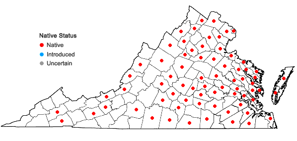 Locations ofCyperus lupulinus complex in Virginia