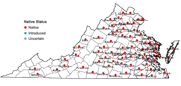 Locations ofCyperus lupulinus complex in Virginia