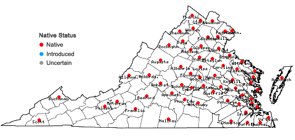 Locations ofCyperus odoratus L. var. odoratus in Virginia