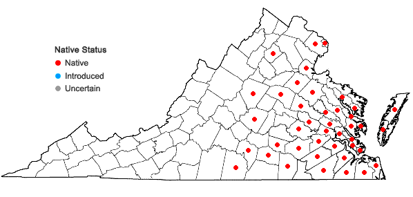 Locations ofCyperus polystachyos Rottboell in Virginia