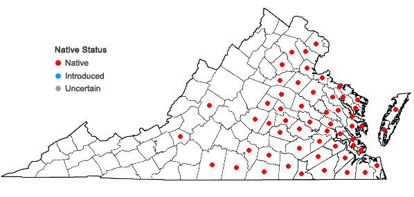 Locations ofCyperus pseudovegetus Steudel in Virginia