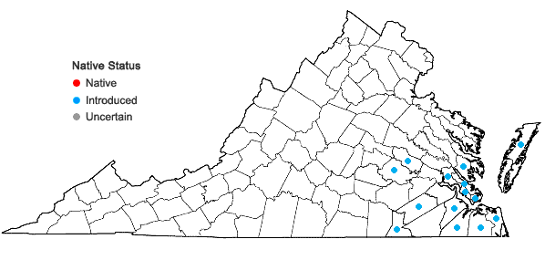 Locations ofCyperus rotundus L. in Virginia