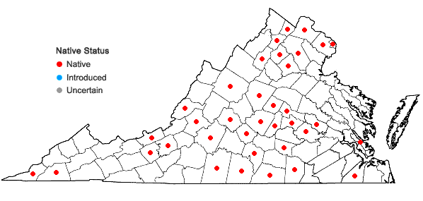 Locations ofCyperus squarrosus L. var. squarrosus in Virginia