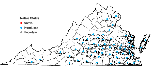 Locations ofCytisus scoparius (L.) Link in Virginia