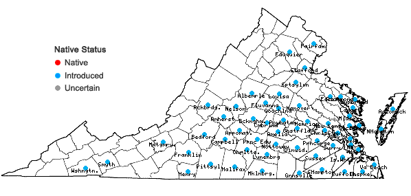 Locations ofCytisus scoparius (L.) Link in Virginia