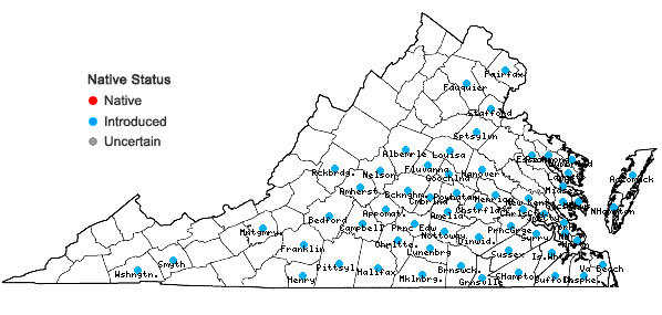 Locations ofCytisus scoparius (L.) Link in Virginia