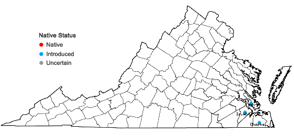 Locations ofDactyloctenium aegyptium (L.) Willd. in Virginia