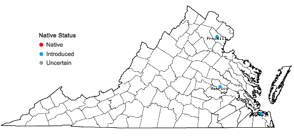 Locations ofDatura wrightii Regel in Virginia