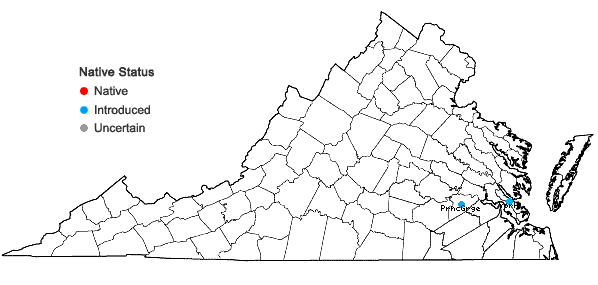 Locations ofDesmanthus illinoensis (Michx.) MacMillan ex. Rob. & Fern. in Virginia