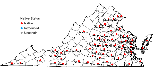 Digital Atlas of the Virginia Flora | Desmodium laevigatum (Nutt.) DC.